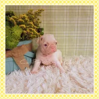 Lulu (Albino), a female Pug for sale in Modesto, CA – 6 of 7