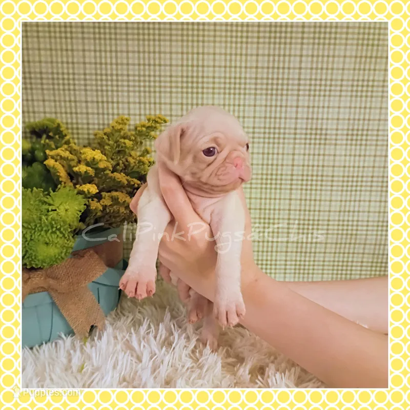 Lulu (Albino) – Pug puppy for sale in Modesto, CA