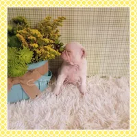 Lulu (Albino), a female Pug for sale in Modesto, CA – 5 of 7