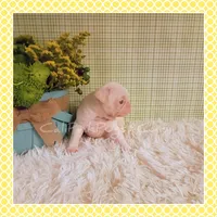 Lulu (Albino), a female Pug for sale in Modesto, CA – 7 of 7