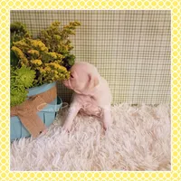 Lulu (Albino), a female Pug for sale in Modesto, CA – 2 of 7