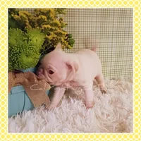 Lulu (Albino), a female Pug for sale in Modesto, CA – 4 of 7