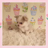 Latte, a female Chihuahua for sale in Modesto, CA – 4 of 6