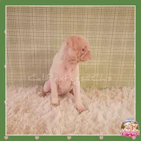 Luna ( Albino "Pink" Pug), a female Pug for sale in Modesto, CA – 8 of 10