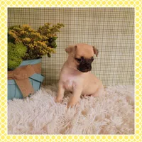 Emmi (Chug), a female Chihuahua and Pug for sale in Modesto, CA – 8 of 9