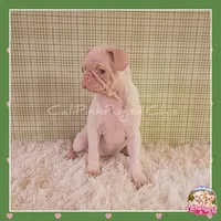 Lulu (Albino Pug), a female Pug for sale in Modesto, CA – 4 of 7