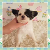Moo-moo, a female Chihuahua for sale in Modesto, CA – 2 of 5