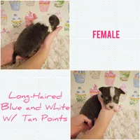 Bluey, a female Chihuahua for sale in Modesto, CA – 1 of 3