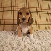 Billy, a male Beagle for sale in Modesto, CA – 5 of 8