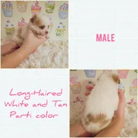 Tanner, a male Chihuahua for sale in Modesto, CA – 7 of 7