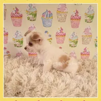 Benson, a male Chihuahua for sale in Modesto, CA – 6 of 9