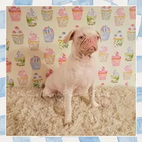 Labubu, a female Pug for sale in Modesto, CA – 4 of 7