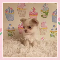Latte, a female Chihuahua for sale in Modesto, CA – 3 of 6