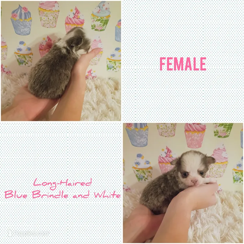 Violet – Chihuahua puppy for sale in Modesto, CA