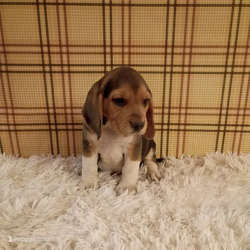 Beau – Beagle puppy on hold in Modesto, CA
