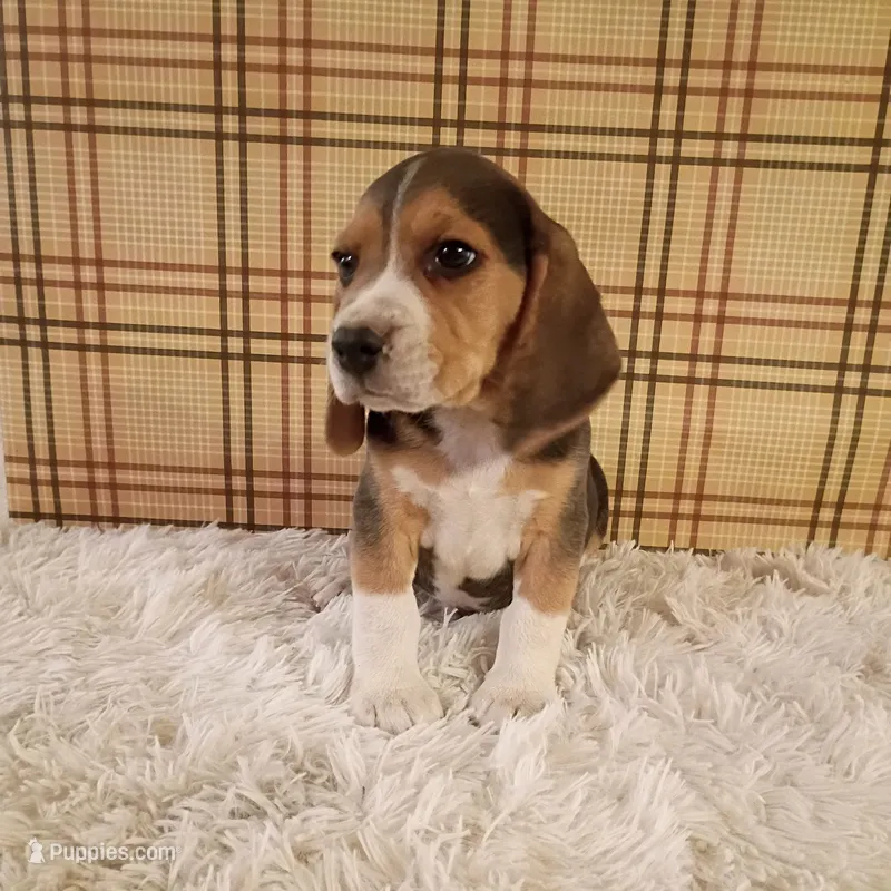 Buster – Beagle puppy for sale in Modesto, CA