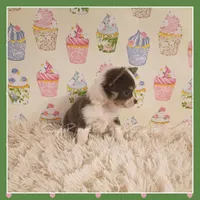 Bluey, a female Chihuahua for sale in Modesto, CA – 8 of 8