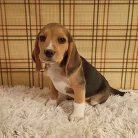 Billy, a male Beagle for sale in Modesto, CA – 3 of 8