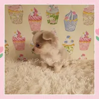 Latte, a female Chihuahua for sale in Modesto, CA – 5 of 6