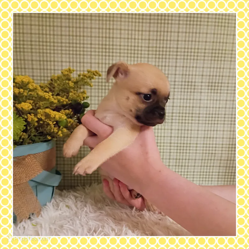 Emmi (Chug) – Chihuahua, Pug puppy for sale in Modesto, CA