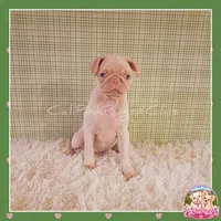 Lulu (Albino Pug), a female Pug for sale in Modesto, CA – 5 of 7