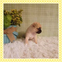 Emmi (Chug), a female Chihuahua and Pug for sale in Modesto, CA – 3 of 9