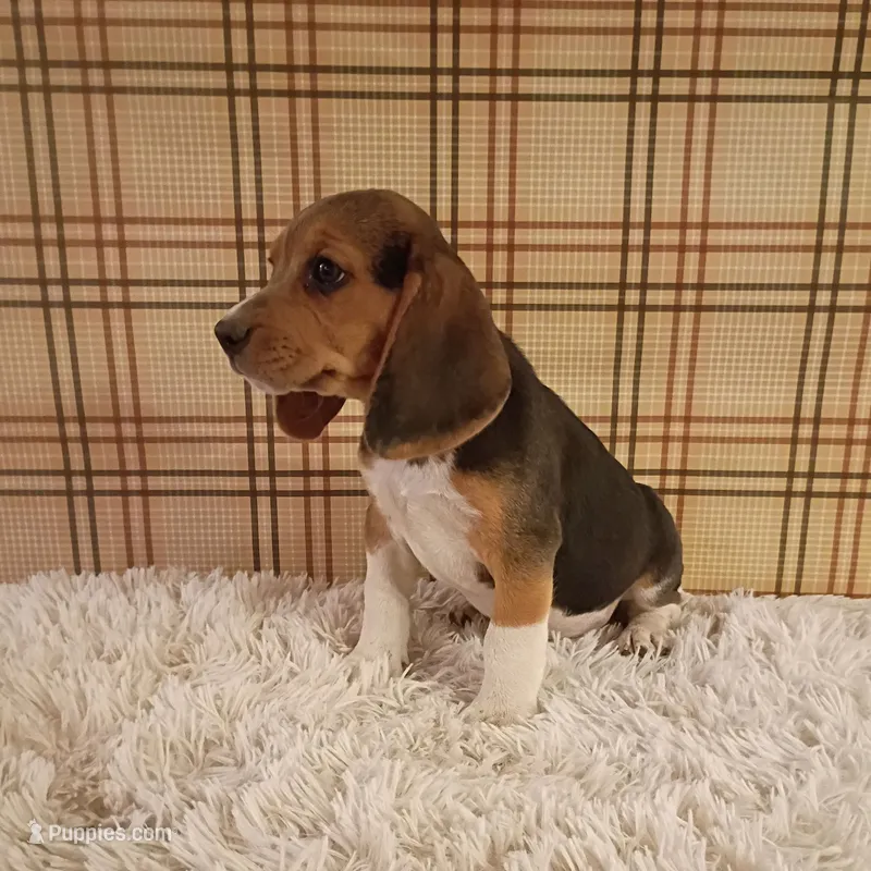 Benji – Beagle puppy for sale in Modesto, CA