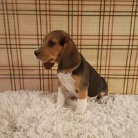 Benji, a male Beagle for sale in Modesto, CA – 1 of 9