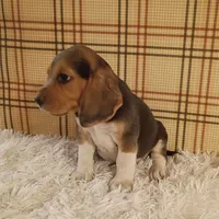 Beau, a male Beagle for sale in Modesto, CA – 2 of 3
