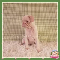 Luna ( Albino "Pink" Pug), a female Pug for sale in Modesto, CA – 5 of 10