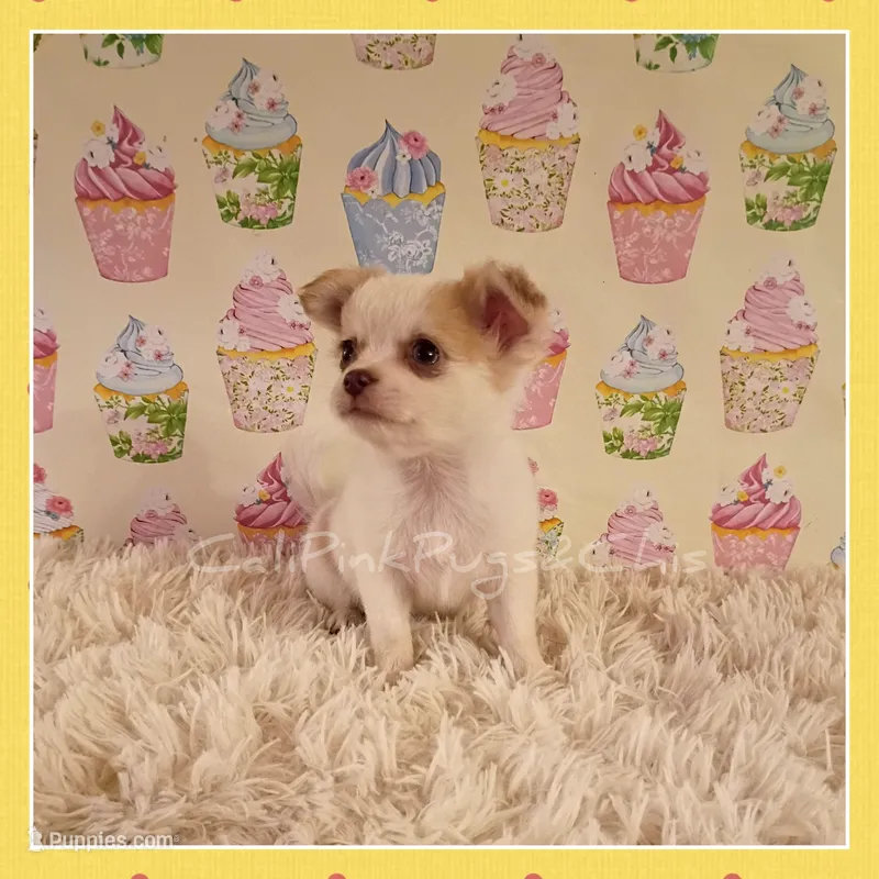 Tanner – Chihuahua puppy for sale in Modesto, CA