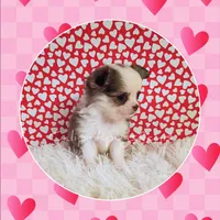 Chanel, a female Chihuahua for sale in Modesto, CA – Photo 7 of 10