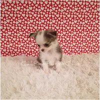 Chanel, a female Chihuahua for sale in Modesto, CA – Photo 2 of 10