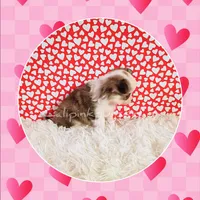 Chanel, a female Chihuahua for sale in Modesto, CA – Photo 8 of 10