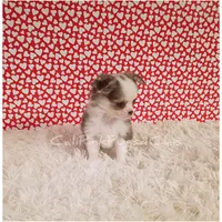 Chanel, a female Chihuahua for sale in Modesto, CA – Photo 5 of 10