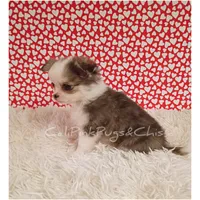 Chanel, a female Chihuahua for sale in Modesto, CA – Photo 3 of 10