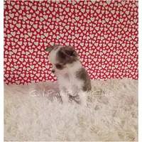 Chanel, a female Chihuahua for sale in Modesto, CA – Photo 6 of 10