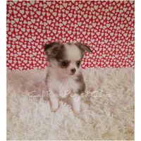 Chanel, a female Chihuahua for sale in Modesto, CA – Photo 1 of 10