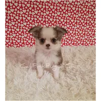 Chanel, a female Chihuahua for sale in Modesto, CA – Photo 4 of 10