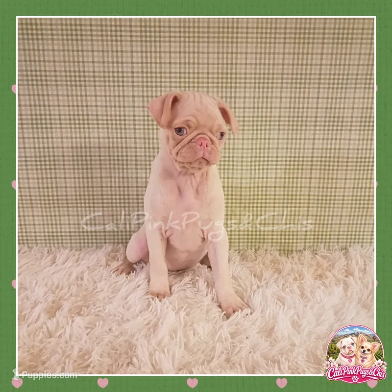 Luna ( Albino "Pink" Pug), a female Pug for sale in Modesto, CA – 1 of 10