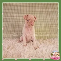 Luna ( Albino "Pink" Pug), a female Pug for sale in Modesto, CA – 1 of 10
