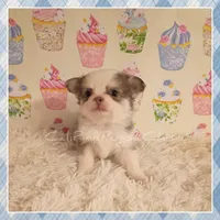 Violet, a female Chihuahua for sale in Modesto, CA – 2 of 10