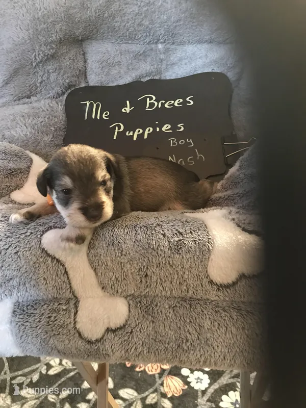 Nash AKC RED, a male Miniature Schnauzer for sale in Newalla, OK – Photo 1 of 2