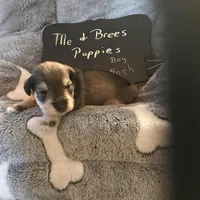 Nash AKC RED, a male Miniature Schnauzer for sale in Newalla, OK – Photo 3 of 4