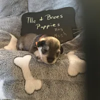 Nash AKC RED, a male Miniature Schnauzer for sale in Newalla, OK – Photo 4 of 4