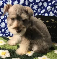 Nash AKC RED, a male Miniature Schnauzer for sale in Newalla, OK – Photo 2 of 4