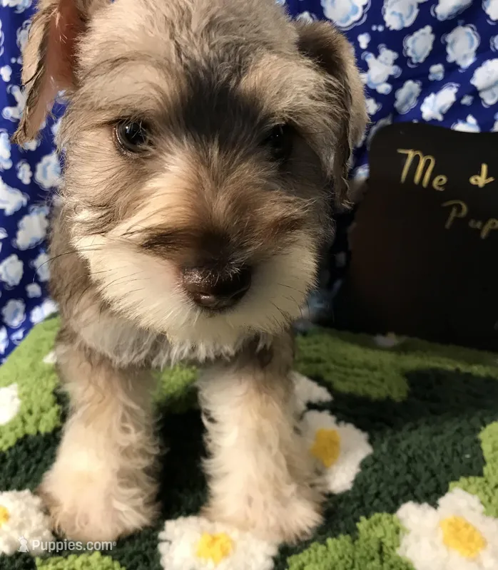 Nash AKC RED – Miniature Schnauzer puppy for sale in Newalla, OK