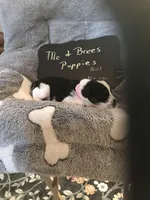 Nova AKC PINK, a female Miniature Schnauzer for sale in Newalla, OK – Photo 2 of 2