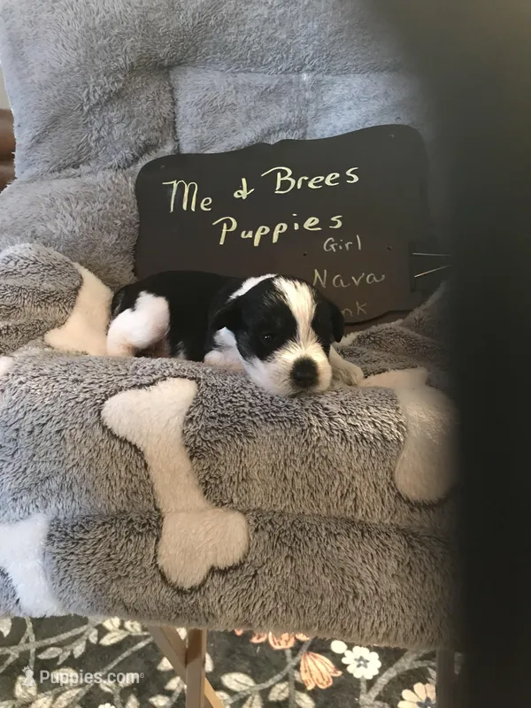 Nova AKC PINK, a female Miniature Schnauzer for sale in Newalla, OK – Photo 1 of 2