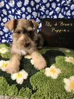 Rocky AKC Green, a male Miniature Schnauzer for sale in Newalla, OK – Photo 1 of 4